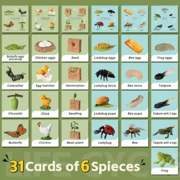 Aprilwolf Life Cycle Kit Montessori for Kids 3+ Educational Play