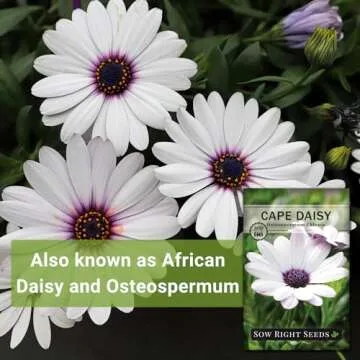 Cape Daisy Seeds - Beautiful Non-GMO Heirloom Gift for Gardeners