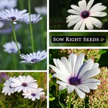 Cape Daisy Seeds - Beautiful Non-GMO Heirloom Gift for Gardeners
