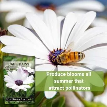 Cape Daisy Seeds - Beautiful Non-GMO Heirloom Gift for Gardeners