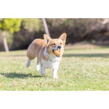 Chuckit! Birthday Fetch Ball for Dogs - Medium Size, Fun Play