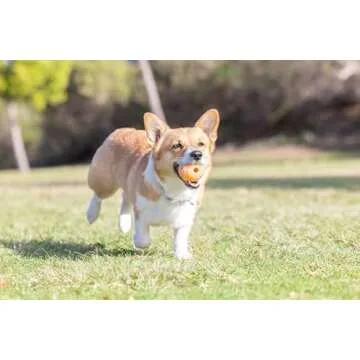 Chuckit! Birthday Fetch Ball for Dogs - Medium Size, Fun Play