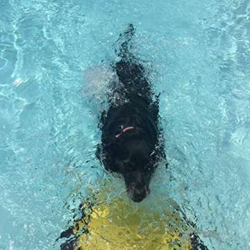 WaterDog Adventure Gear Dog Ladder for Swimming Pool