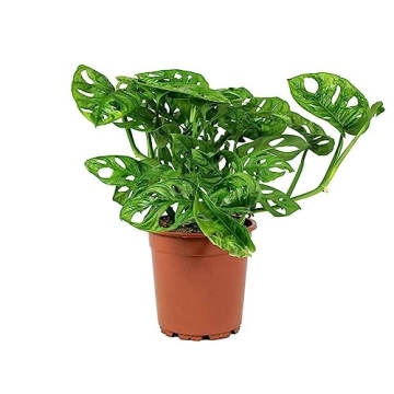 Monstera Adansonii Plant Swiss Cheese Vine for Home Decor