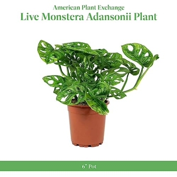 Monstera Adansonii Plant Swiss Cheese Vine for Home Decor