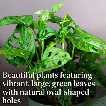 Monstera Adansonii Plant Swiss Cheese Vine for Home Decor