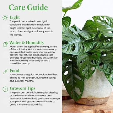 Monstera Adansonii Plant Swiss Cheese Vine for Home Decor