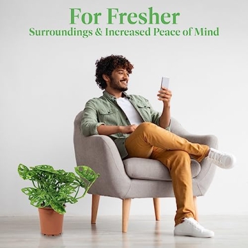 Monstera Adansonii Plant Swiss Cheese Vine for Home Decor