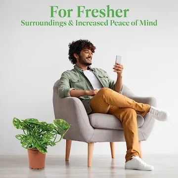 Monstera Adansonii Plant Swiss Cheese Vine for Home Decor