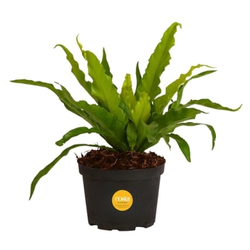 Costa Farms Bird's Nest Fern - Stylish & Air-Purifying Indoor Plant 15-Inches Tall