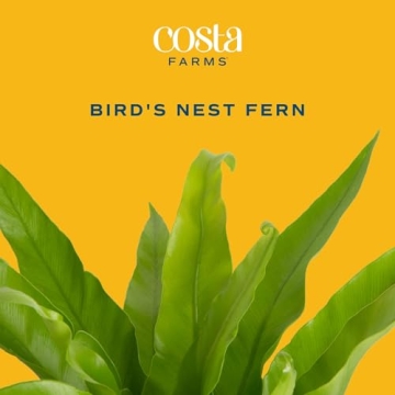 Costa Farms Bird's Nest Fern Live Indoor House Plant