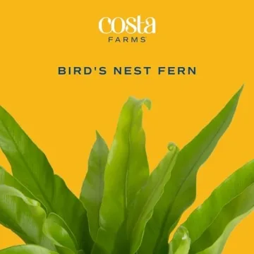 Costa Farms Bird's Nest Fern Live Indoor House Plant