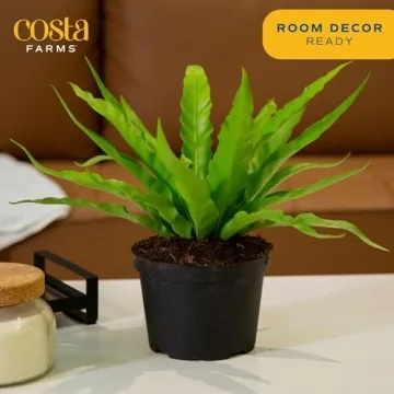 Costa Farms Bird's Nest Fern Live Indoor House Plant
