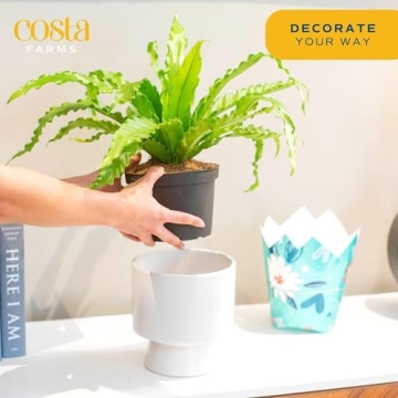 Costa Farms Bird's Nest Fern Live Indoor House Plant