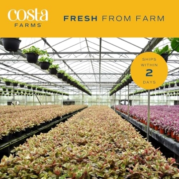 Costa Farms Bird's Nest Fern Live Indoor House Plant