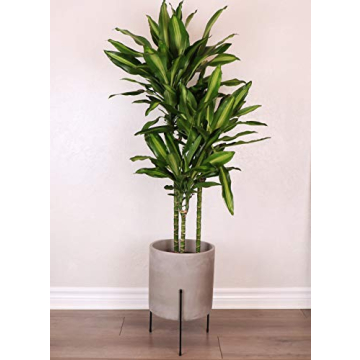 FINEHOUS Mid-Century Cement Planter with Stand