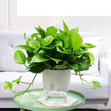 Vanavazon 6 Inch Self-Watering Planter Pots for Plants