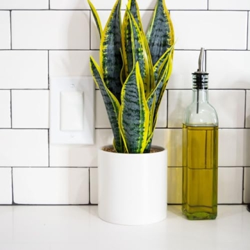 Qdos Safety StayPut Double Outlet Plug Cover for Kids