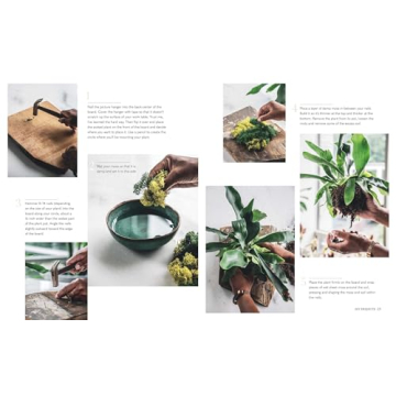 Wild Creations Plant Care Tips and Styling Ideas