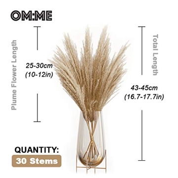 OMME Dried Pampas Grass Phragmites Large Natural (Tan, 17)
