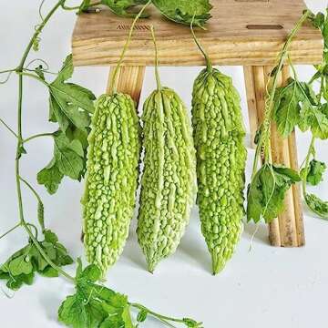 50+ Bitter Melon Seeds for Home Gardening and Health