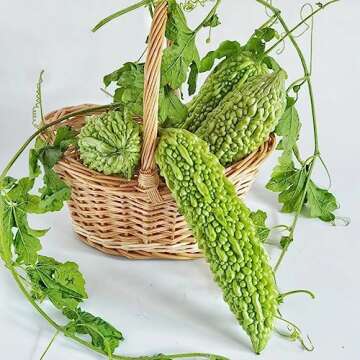 50+ Bitter Melon Seeds for Home Gardening and Health
