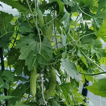 50+ Bitter Melon Seeds for Home Gardening and Health
