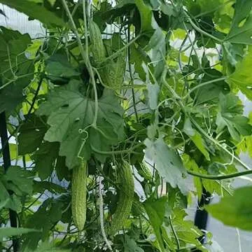50+ Bitter Melon Seeds for Home Gardening and Health