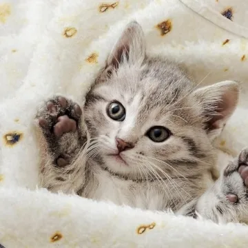 Baby Tortilla Blanket - Cuddle in Style