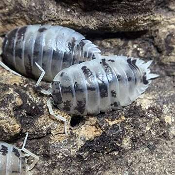 XYZReptiles Live Insects Dairy Cow Isopods for Sale Cleanup Crew for Terrarium Reptile Bedding and S...