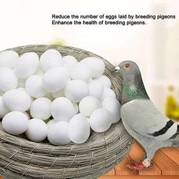Huwaimi Dummy Pigeon Eggs for Breeding Pigeons 10pcs