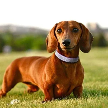 Stylish Pimaodog Rhinestone Dog Collar for All Breeds