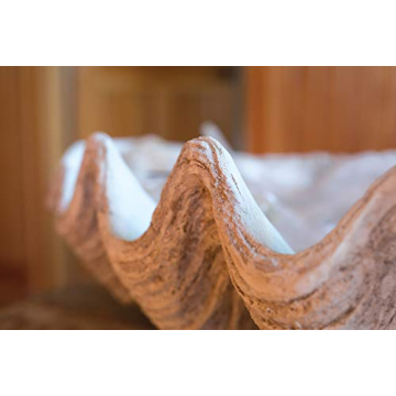 Creative Co-Op White Seashell Decoration for Table