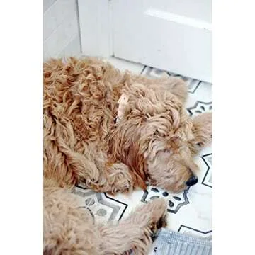 Stylish Handmade Personalized Leather Dog Collar