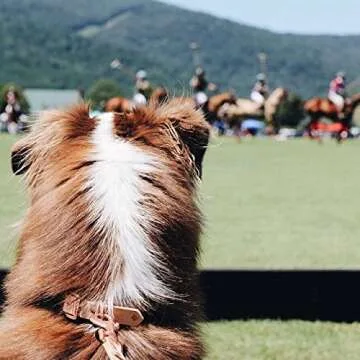 Stylish Handmade Personalized Leather Dog Collar