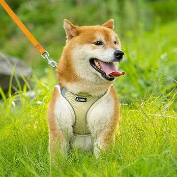 AIITLE No-Pull Dog Harness and Leash Set for Small Pets