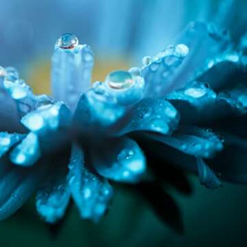 Nature's Sunshine Lymphatic Drainage, 2 Fl. Oz | Lymphatic Drainage Supplement Promotes The Efficient Drainage of The Lymphatic System to Promote Overall Health