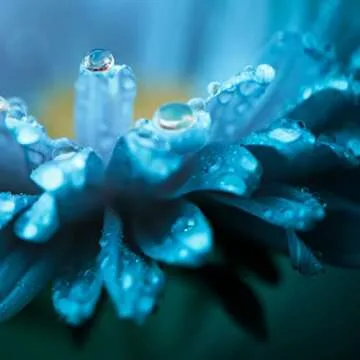 Nature's Sunshine Lymphatic Drainage Drops – 2 Fl. Oz