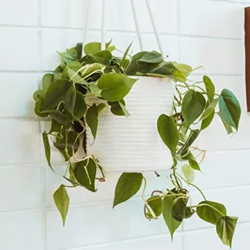 OrganiHaus Set of 2 Hanging Baskets for Indoor Plants