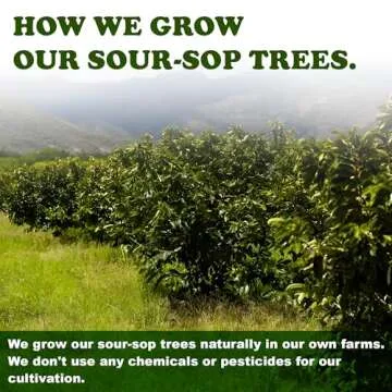 Dried Soursop Leaves From Ceylon Sri Lanka| 100 Leaves ~ 2oz (56g)