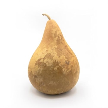 Dried Hard Shell Martin Gourd - Perfect for Crafting, 7-inch Easy Decor