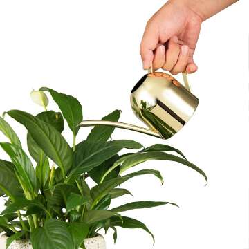 Gold Stainless Steel Watering Can for Indoor Plants