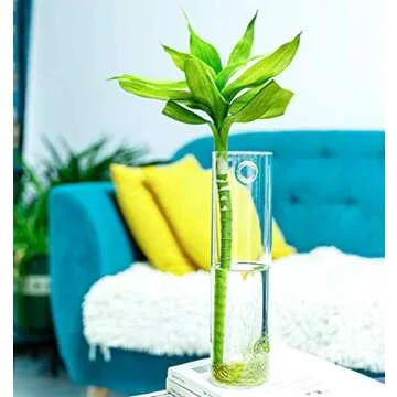 PACDONA 2 Pack Wall Hanging Planters - Stylish Glass Terrariums for Indoor Gardens
