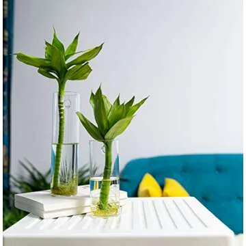 PACDONA Glass Wall Hanging Planters - Stylish Plant Holders