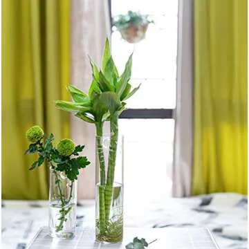 PACDONA Glass Wall Hanging Planters - Stylish Plant Holders