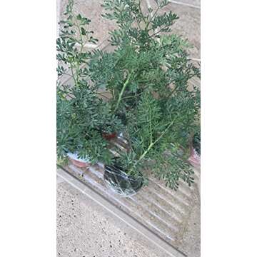 Ruda/Rue Full Plant with Root - A Herbal Wonder for Wellness and Rituals