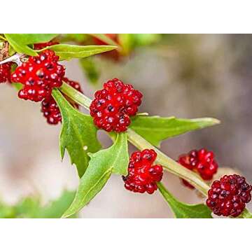 Strawberry Blite Goosefoot Spinach Seeds Rare Red Heirloom Vegetable for Planting Giant Non GMO 100 Seeds