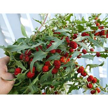Strawberry Blite Goosefoot Spinach Seeds Rare Red Heirloom Vegetable for Planting Giant Non GMO 100 Seeds