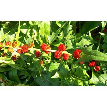 Strawberry Blite Goosefoot Spinach Seeds Rare Red Heirloom Vegetable for Planting Giant Non GMO 100 Seeds