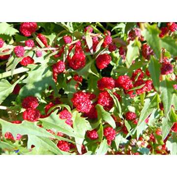 Strawberry Blite Goosefoot Spinach Seeds Rare Red Heirloom Vegetable for Planting Giant Non GMO 100 Seeds